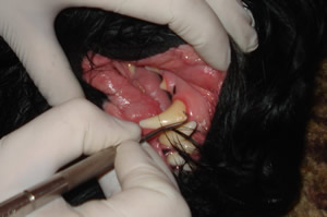 Лечение зубов собак и кошек