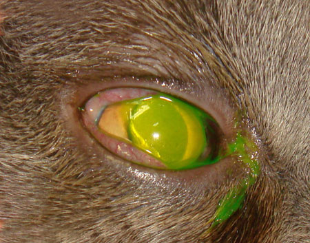 хроническая незаживающая язва роговицы, окрашенная флюоресцеином, у кота с ринотрахеитом