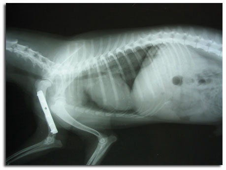Накостный остеосинтез при переломе плечевой кости у кошки