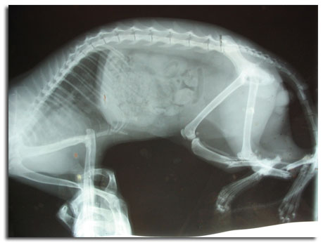 Перелом плечевой кости у кошки
